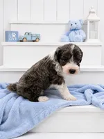 Milo (Merle) Minature, a male Sheepadoodle for sale in Higdon, AL – 4 of 10