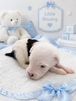 Loki, a male Sheepadoodle for sale in Higdon, AL – 3 of 9