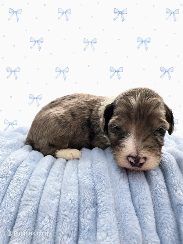 Finn – Sheepadoodle puppy on hold in Higdon, AL