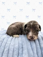 Finn, a male Sheepadoodle for sale in Higdon, AL – 1 of 8