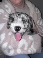 Pepper, a female Sheepadoodle for sale in Higdon, AL – Photo 2 of 5