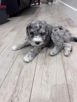 Pepper, a female Sheepadoodle for sale in Higdon, AL – Photo 4 of 5