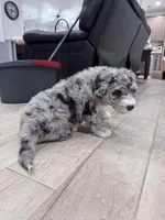 Pepper, a female Sheepadoodle for sale in Higdon, AL – Photo 3 of 5