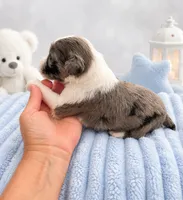 Lux, a male Sheepadoodle for sale in Higdon, AL – 5 of 10