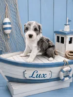 Lux (Merle Color), a male Sheepadoodle for sale in Higdon, AL – 1 of 10