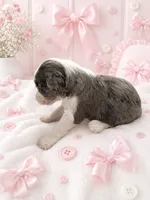 Mia, a female Sheepadoodle for sale in Higdon, AL – 3 of 7
