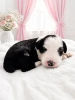 Lucy, a female Sheepadoodle for sale in Higdon, AL – 1 of 9