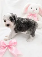 Mia (Merle Color), a female Sheepadoodle for sale in Higdon, AL – 4 of 10