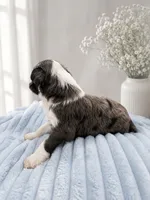 Milo (Merle) Minature, a male Sheepadoodle for sale in Higdon, AL – 8 of 10