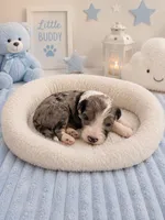Lux, a male Sheepadoodle for sale in Higdon, AL – 2 of 10