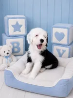 Jax💙, a male Old English Sheepdog and Poodle - Miniature  for sale in Higdon, AL – 5 of 10