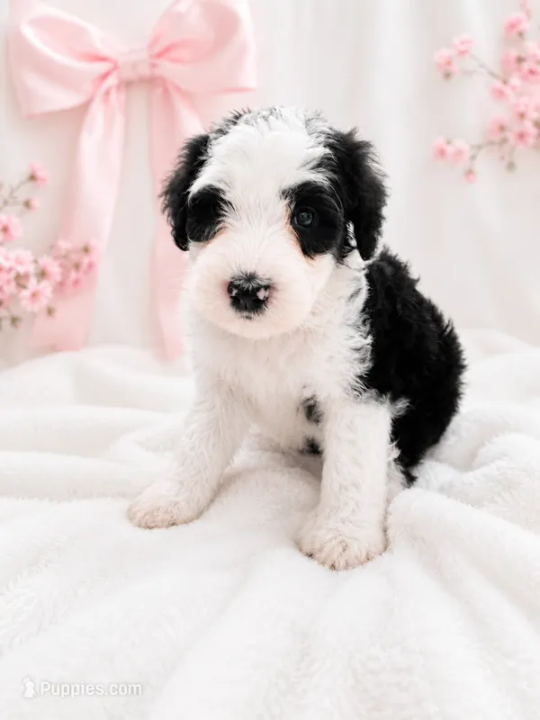 Lucy – Sheepadoodle puppy for sale in Higdon, AL