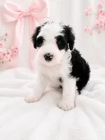 Lucy🩷Last Girl of the litter.🩷, a female Sheepadoodle for sale in Higdon, AL – 1 of 10