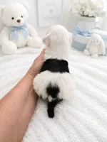 Loki, a male Sheepadoodle for sale in Higdon, AL – 5 of 9