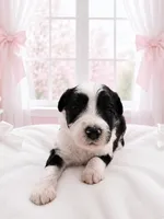 Luna, a female Sheepadoodle for sale in Higdon, AL – 3 of 7