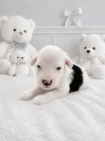 Loki, a male Sheepadoodle for sale in Higdon, AL – 1 of 9