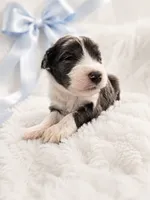 Milo, a male Sheepadoodle for sale in Higdon, AL – 2 of 9