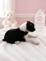 Trixie, a female Sheepadoodle for sale in Higdon, AL – 3 of 6