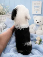 Jax💙Mini SheepaDoodle, a male Sheepadoodle for sale in Higdon, AL – 7 of 10
