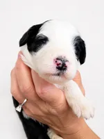 Lucy, a female Sheepadoodle for sale in Higdon, AL – 2 of 9