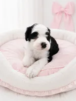 Lucy🩷Last Girl of the litter.🩷, a female Sheepadoodle for sale in Higdon, AL – 2 of 10