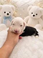 Luca, a male Sheepadoodle for sale in Higdon, AL – 1 of 7