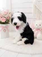 Lucy🩷Mini SheepaDoodle, a female Sheepadoodle for sale in Higdon, AL – 3 of 10