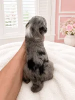 Willow, a female Sheepadoodle for sale in Higdon, AL – 6 of 10