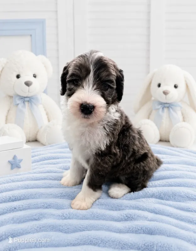 Milo (Merle) Minature – Sheepadoodle puppy for sale in Higdon, AL