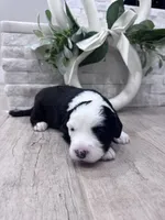 Checkers, a male Sheepadoodle for sale in Higdon, AL – Photo 6 of 6