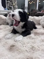 Checkers, a male Sheepadoodle for sale in Higdon, AL – Photo 4 of 6