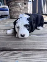 Checkers, a male Sheepadoodle for sale in Higdon, AL – Photo 2 of 6