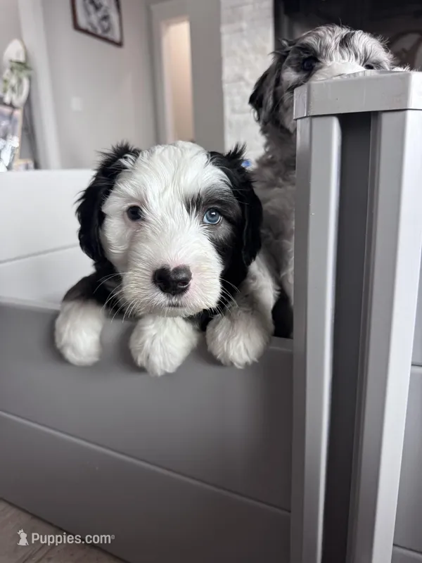 Checkers – Sheepadoodle puppy for sale in Higdon, AL