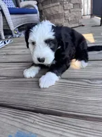 Checkers, a male Sheepadoodle for sale in Higdon, AL – Photo 3 of 6