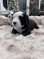 Checkers, a male Sheepadoodle for sale in Higdon, AL – Photo 5 of 6