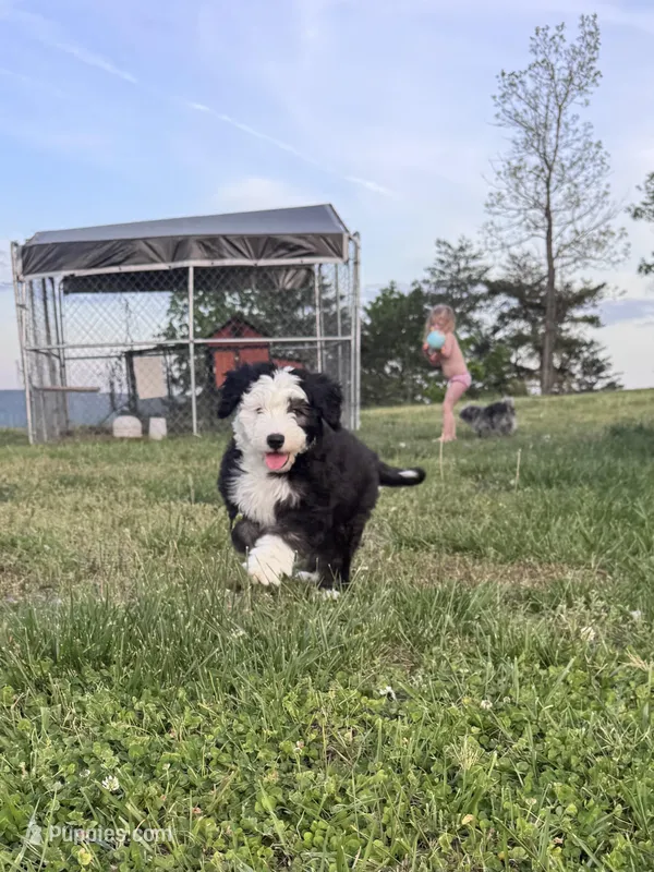 Checkers – Old English Sheepdog, Sheepadoodle puppy for sale in Higdon, AL