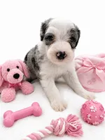 Mia (Merle Color), a female Sheepadoodle for sale in Higdon, AL – 2 of 10