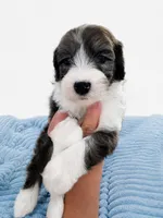 Milo (Merle) Minature, a male Sheepadoodle for sale in Higdon, AL – 3 of 10