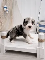 Lux (Merle Color), a male Sheepadoodle for sale in Higdon, AL – 3 of 10