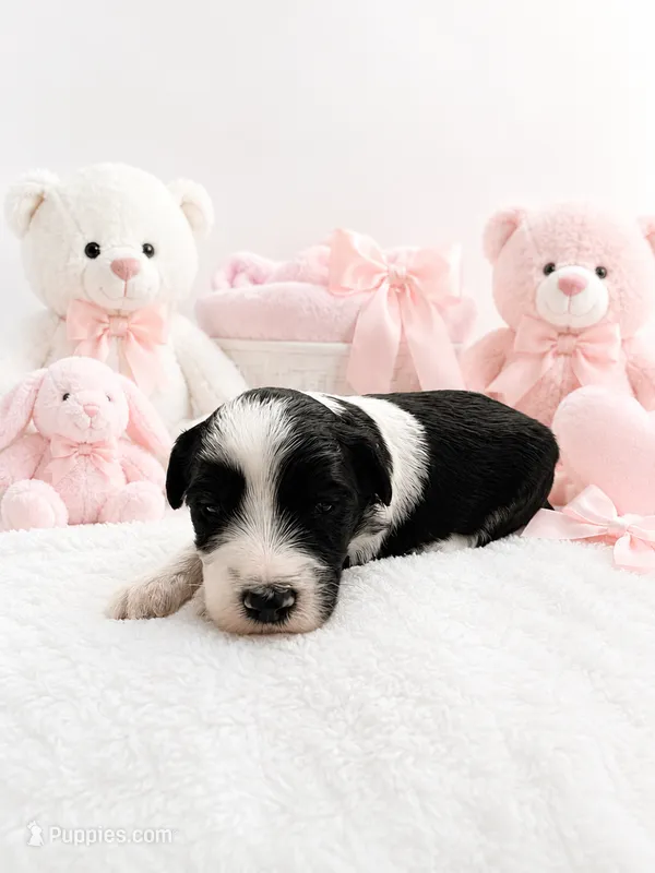 Luna – Sheepadoodle puppy for sale in Higdon, AL