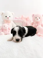 Luna, a female Sheepadoodle for sale in Higdon, AL – 1 of 7