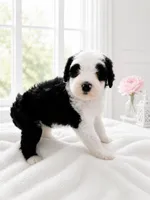Lucy🩷Last Girl of the litter.🩷, a female Sheepadoodle for sale in Higdon, AL – 4 of 10