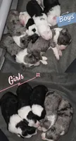 Jax, a male Sheepadoodle for sale in Higdon, AL – 7 of 8