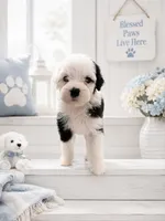 Jax 💙last boy of the litter💙, a male Sheepadoodle for sale in Higdon, AL – 2 of 8