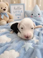 Luca, a male Sheepadoodle for sale in Higdon, AL – 2 of 7