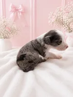 Willow, a female Sheepadoodle for sale in Higdon, AL – 5 of 10