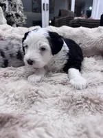 Panda, a female Sheepadoodle for sale in Higdon, AL – Photo 5 of 8