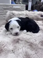 Panda, a female Sheepadoodle for sale in Higdon, AL – Photo 6 of 8