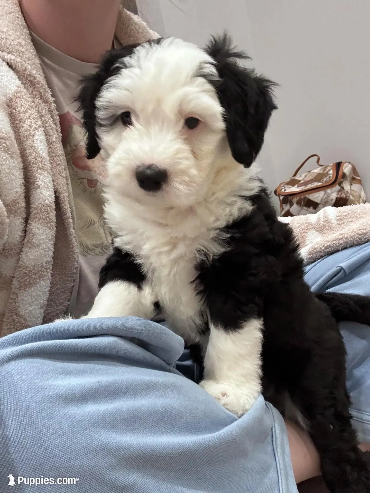 Panda – Sheepadoodle puppy for sale in Higdon, AL