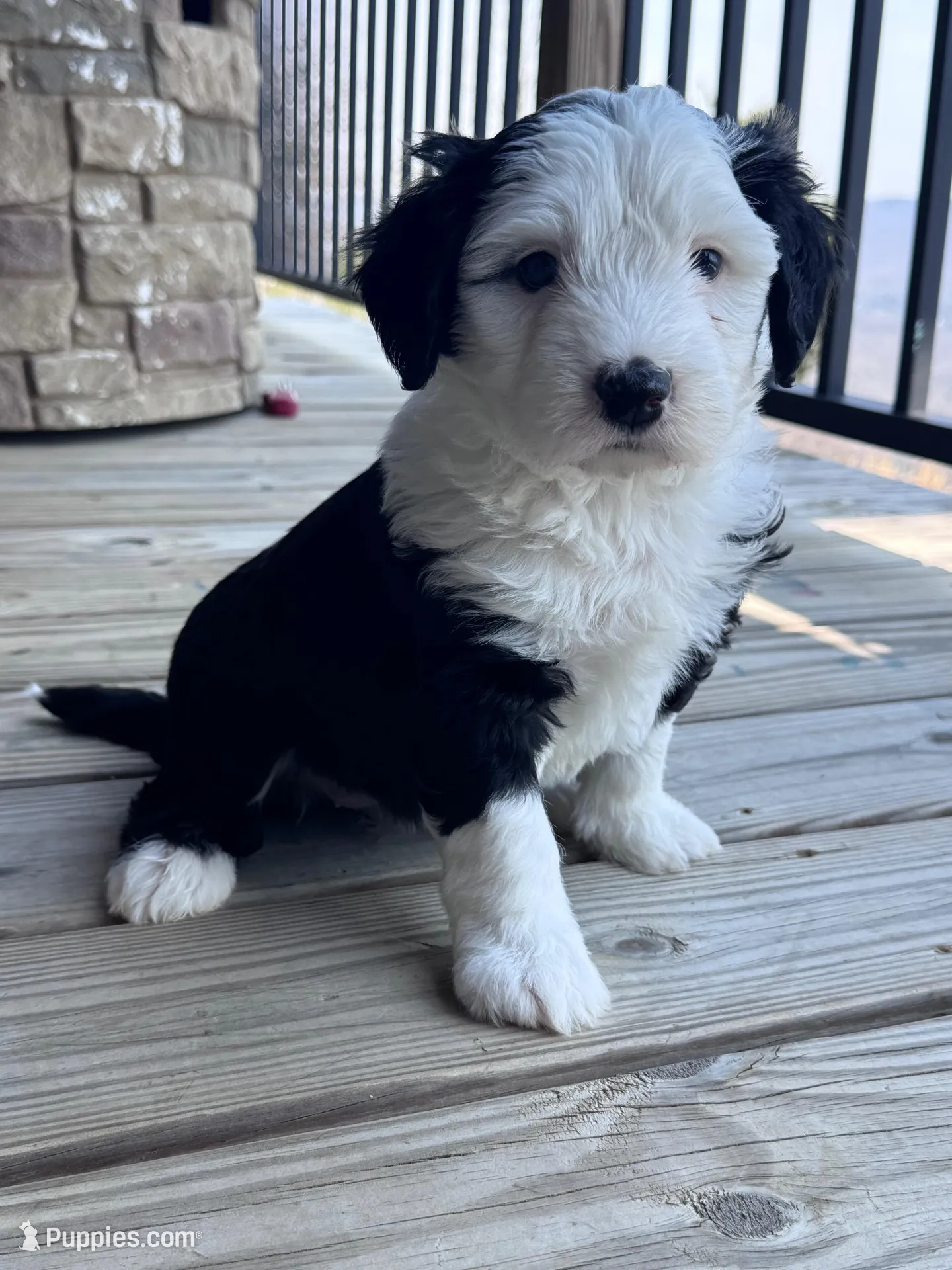 Panda, a female Sheepadoodle for sale in Higdon, AL – Photo 3 of 8